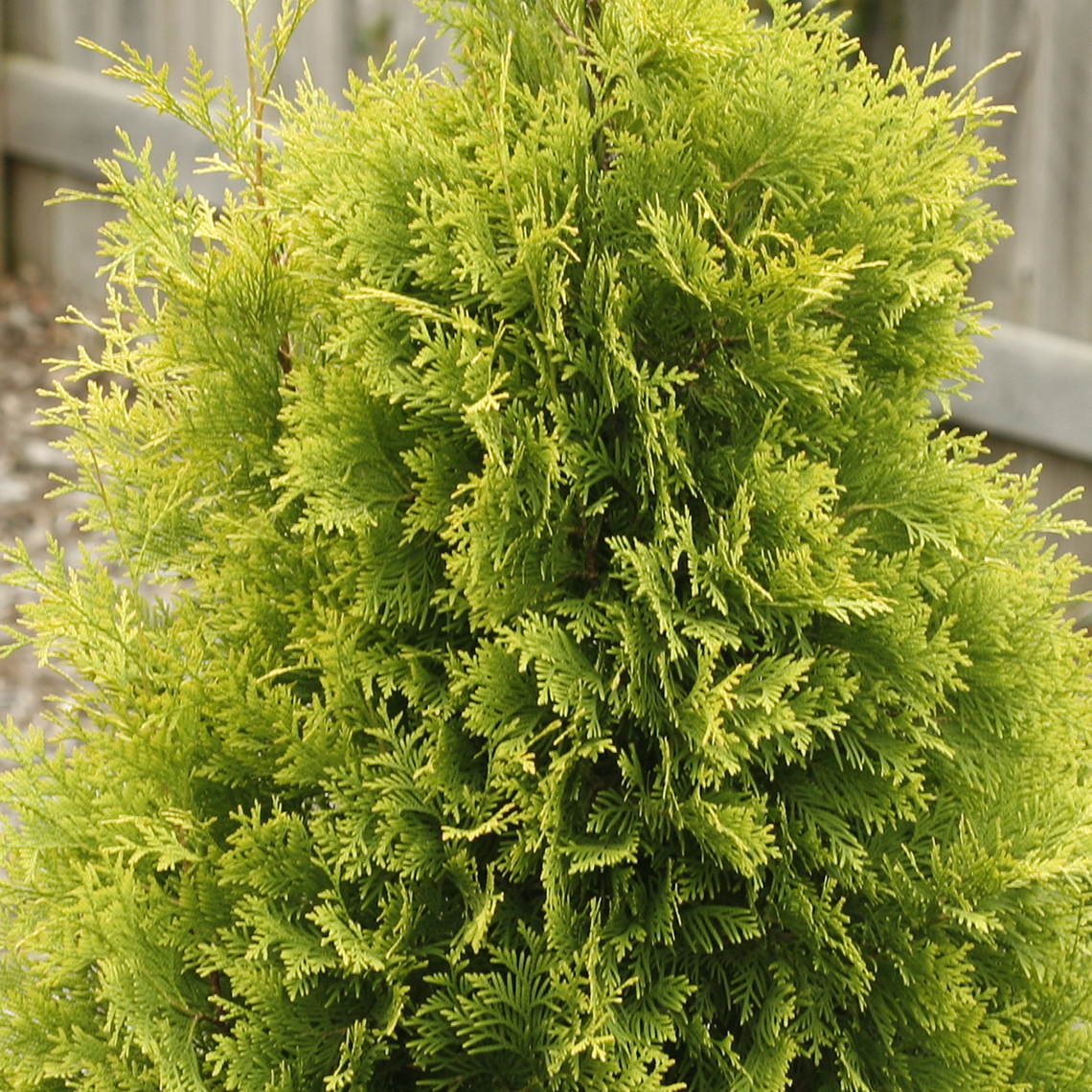 Polar Gold Thuja Spring Meadow Wholesale Liners Spring Meadow Nursery